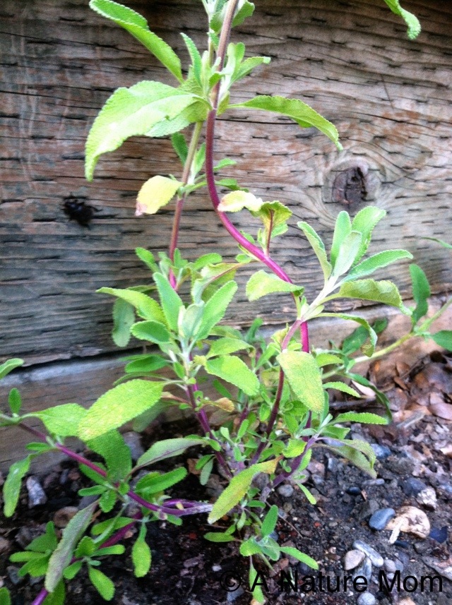 20120511-093410.jpg