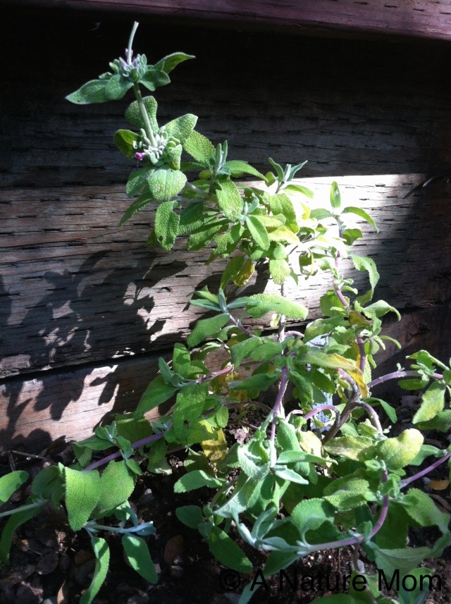 20120511-093425.jpg