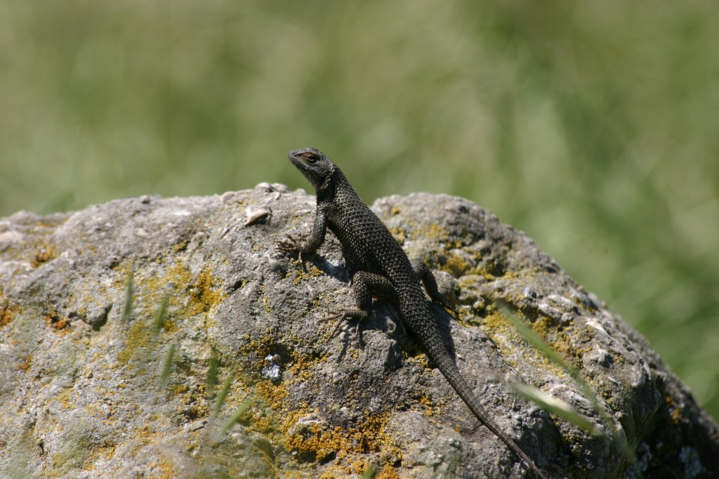 Lizard on a Rock