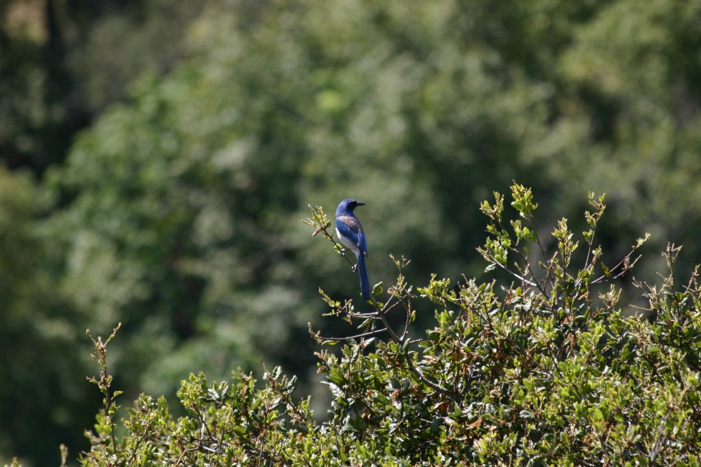 Scrub Jay on top of Oak Tree
