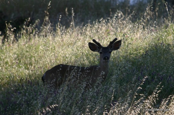 Young Male Dear