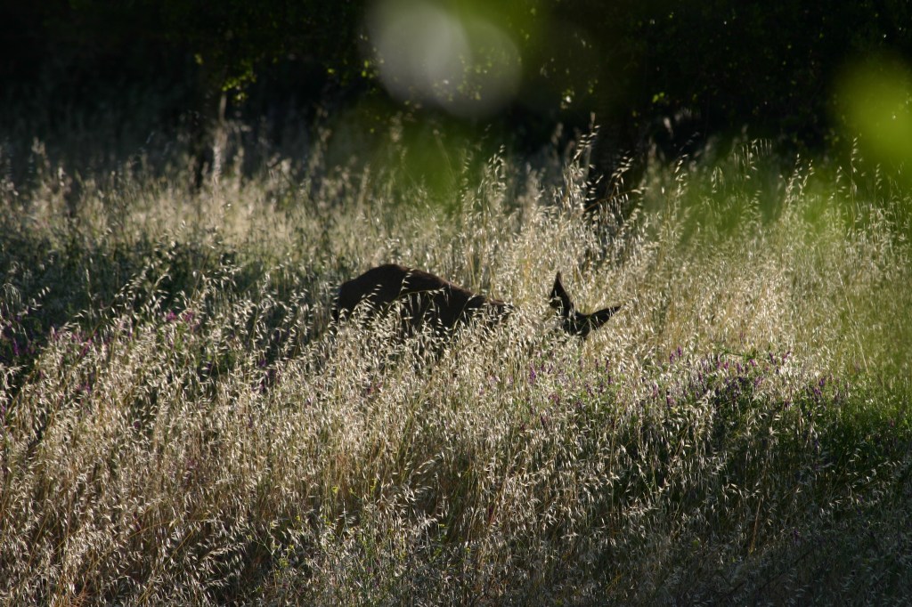 Deer on the Hill