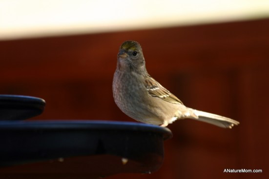 Feeder Birds 002
