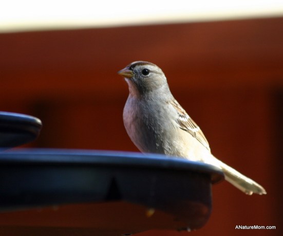 Feeder Birds 004