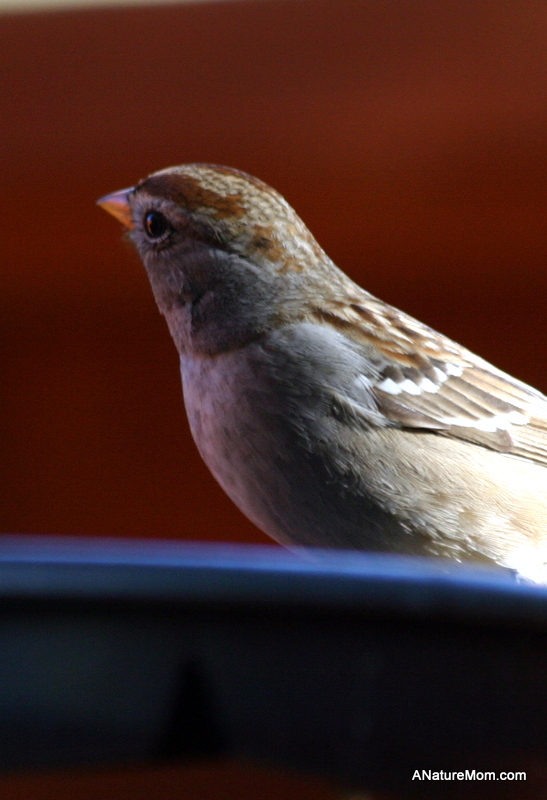 Feeder Birds 005