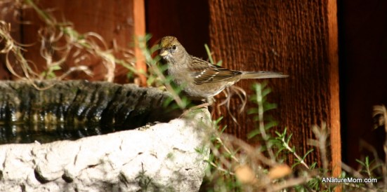 Feeder Birds 030