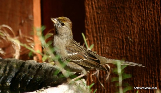 Feeder Birds 032