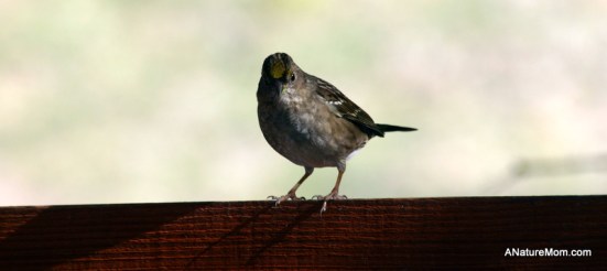 Feeder Birds 047
