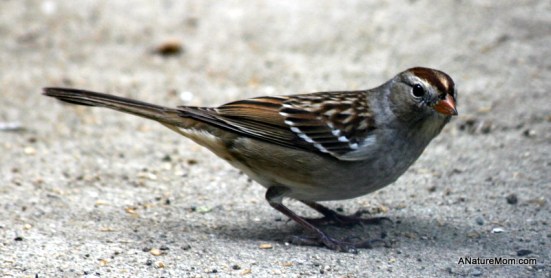 Goldfinches 014