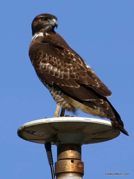 Santa Cruz 036