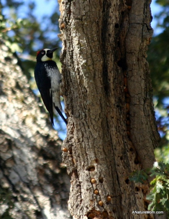 Sunol Hike 010