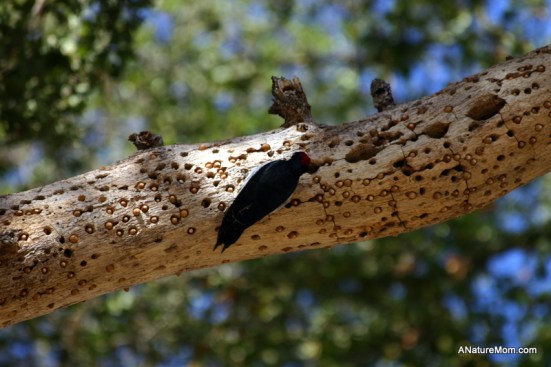 Sunol Hike 012