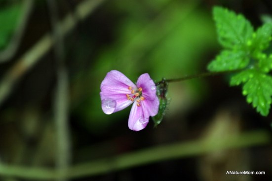 Tilden 098