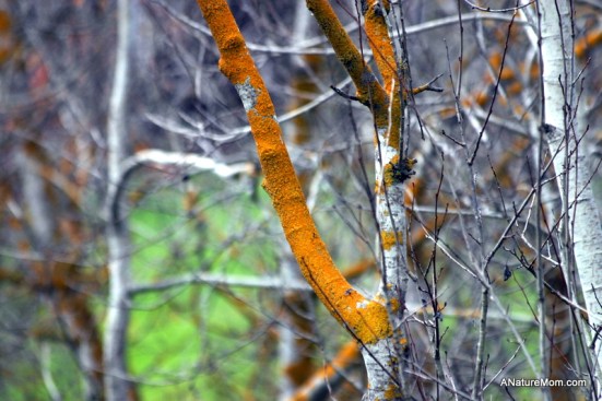Tilden 146