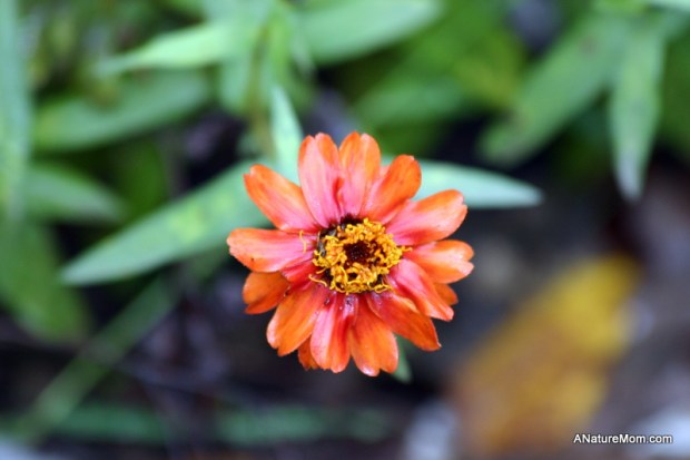 Ardenwood Christmas 008