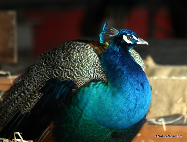 Ardenwood Christmas 022