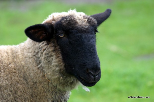 Ardenwood Christmas 044