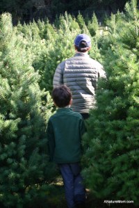 Christmas Tree Farm 020