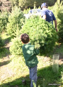 Christmas Tree Farm 036