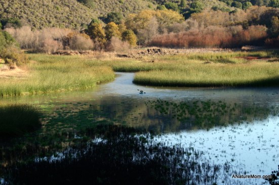 Lake Chabot 053