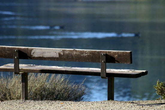 Lake Chabot 093