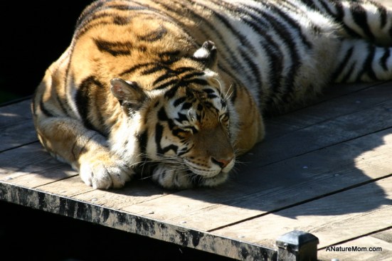 Oakland Zoo 040-001