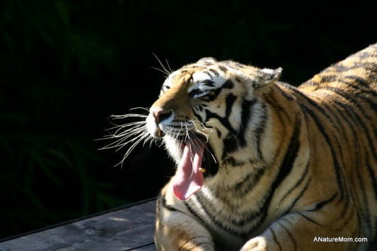 Oakland Zoo 043