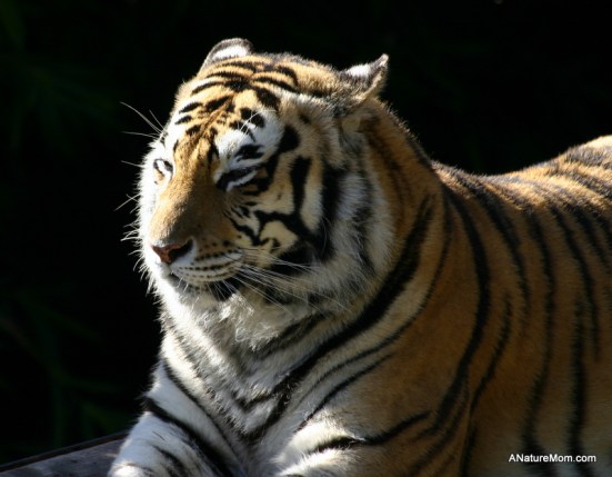 Oakland Zoo 045