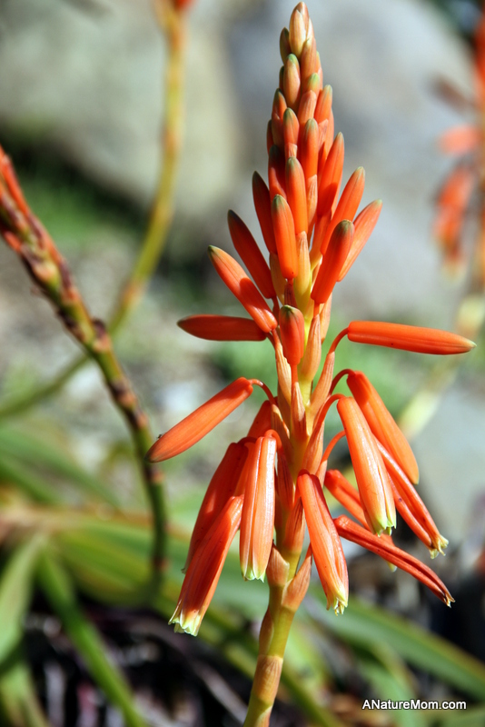 UC Berkeley Botanic Gardens 004