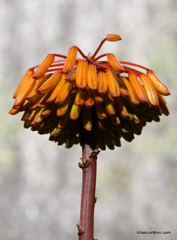 UC Berkeley Botanic Gardens 006