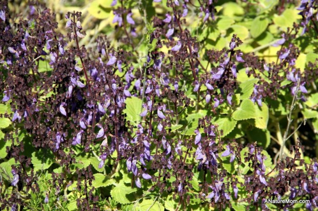 UC Berkeley Botanic Gardens 011