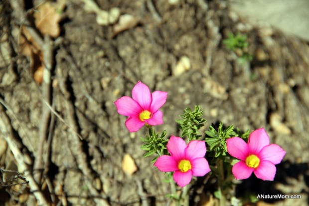 UC Berkeley Botanic Gardens 019