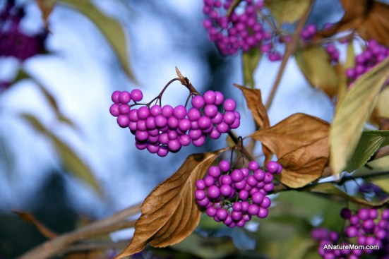UC Berkeley Botanic Gardens 027