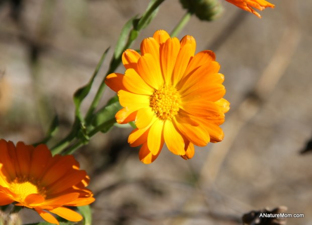 UC Berkeley Botanic Gardens 041