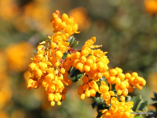 UC Berkeley Botanic Gardens 048