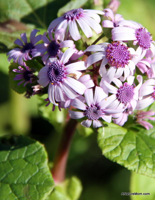 UC Berkeley Botanic Gardens 054