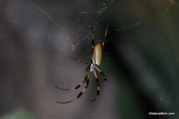 Academy of Sciences 001