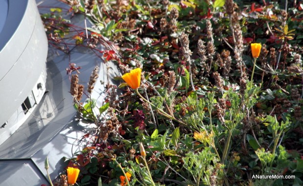 Academy of Sciences 070