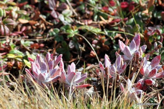 Academy of Sciences 072