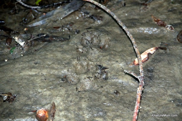 Animal Footprint Walk 012