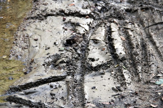 Animal Footprint Walk 021
