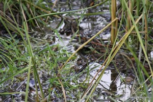 The creek behind our home.