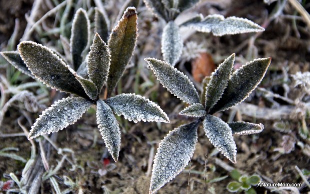 Las Trampas Coyote Hills 005