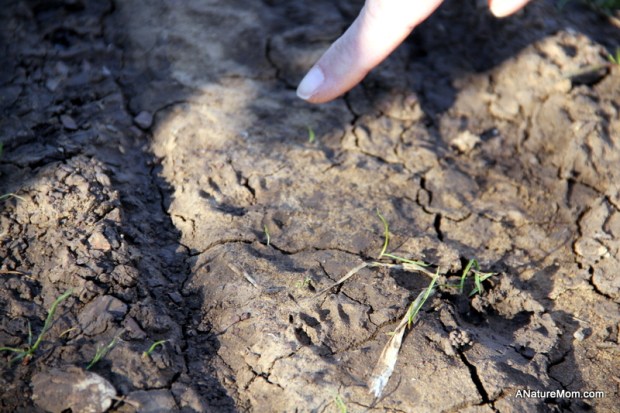 Las Trampas Coyote Hills 050