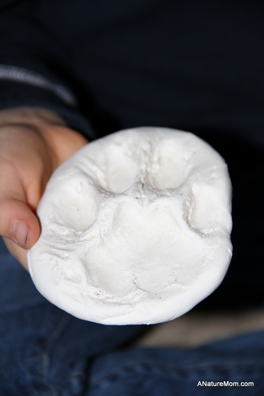 Mountain Lion Print Replica 002