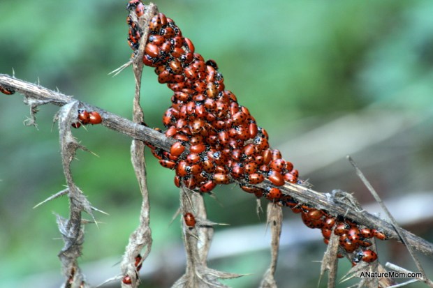 Redwood Ladybugs 003