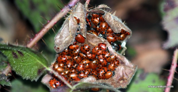 Redwood Ladybugs 010