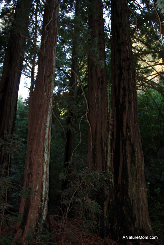 Redwood Regional 007