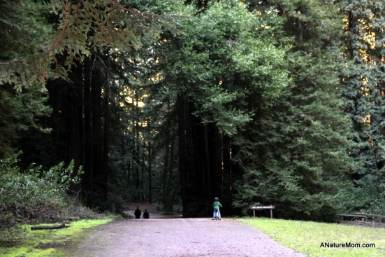 Redwood Regional 009