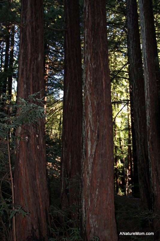Redwood Regional 010